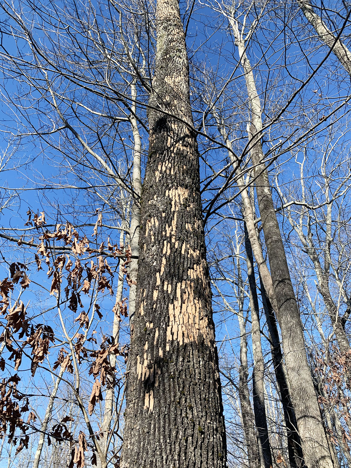 Emerald Ash Borer Continues Spread into Central Maine Maine Christmas
